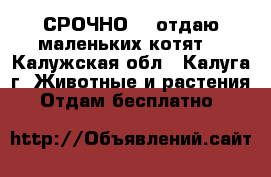 СРОЧНО!!! отдаю маленьких котят! - Калужская обл., Калуга г. Животные и растения » Отдам бесплатно   